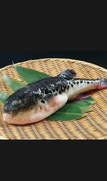 Pufferfish (Fugu)